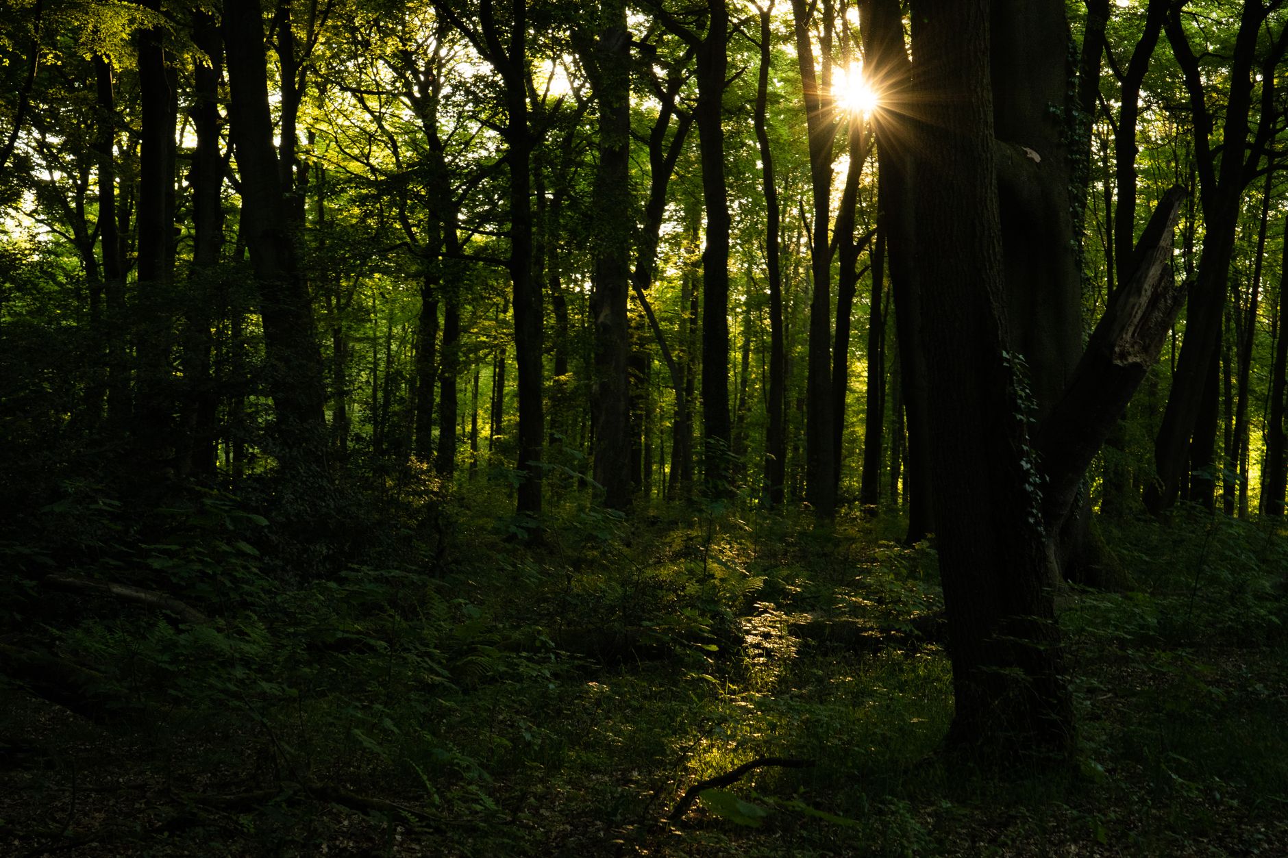 Ecology & Environment Bos